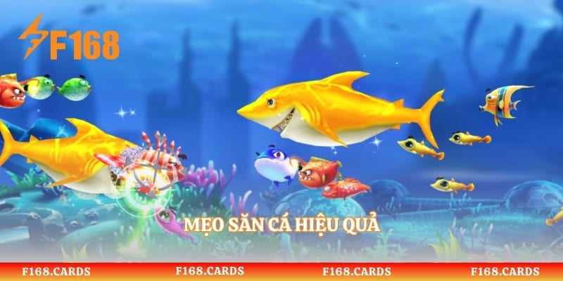 Mẹo săn cá hiệu quả