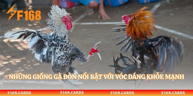 Những giống gà đòn nổi bật với vóc dáng khỏe mạnh và lối đánh riêng