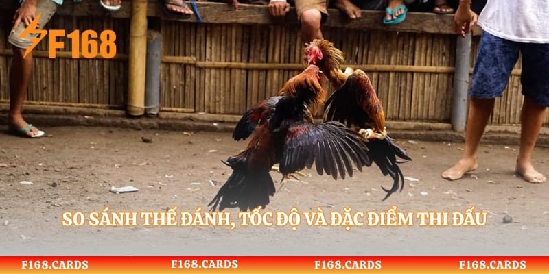 So sánh thế đánh, tốc độ và đặc điểm thi đấu giữa hai hình thức đá gà